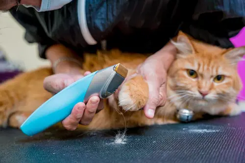 Cat Grooming in Abu Dhabi