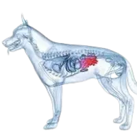Dog Intestine Surgery