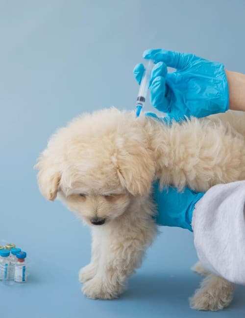 Dog Vaccination