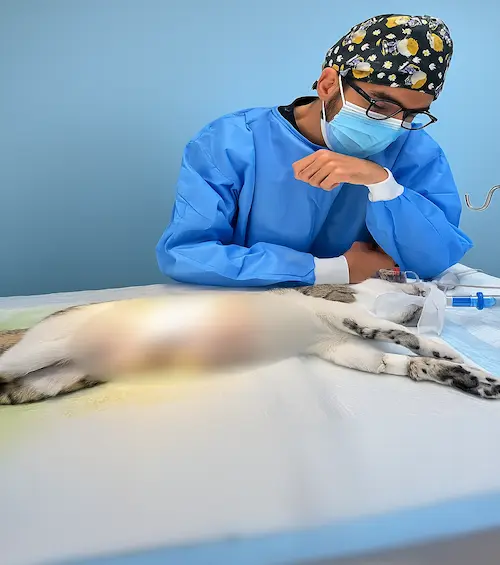 Emergency Veterinary Services in Abu Dhabi