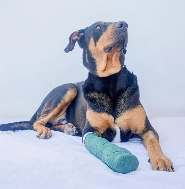 Pet Orthopaedic services in Abu Dhabi