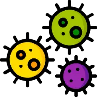 Parvovirus