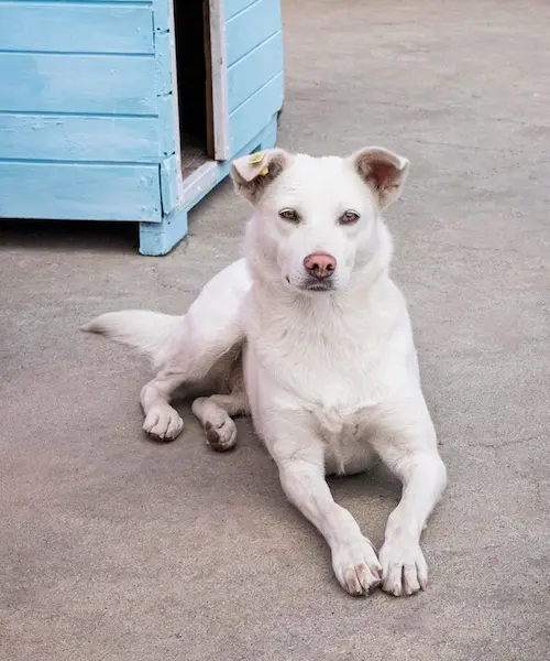 Pet Boarding services in Abu Dhabi