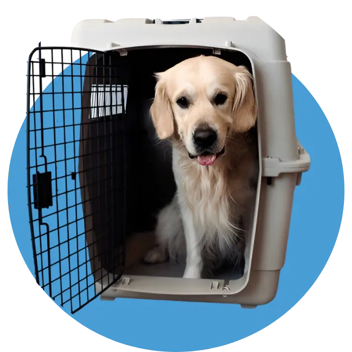 Pet Boarding in Abu Dhabi