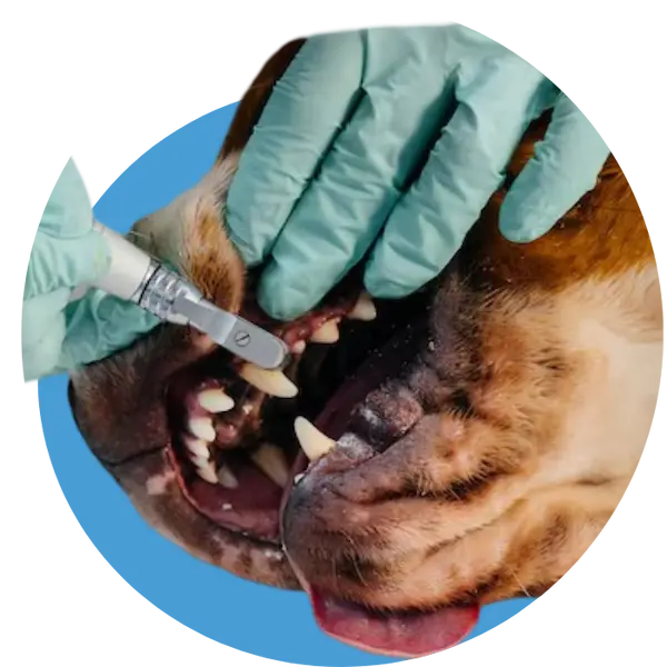 Pet Dental Clinic in Abu Dhabi