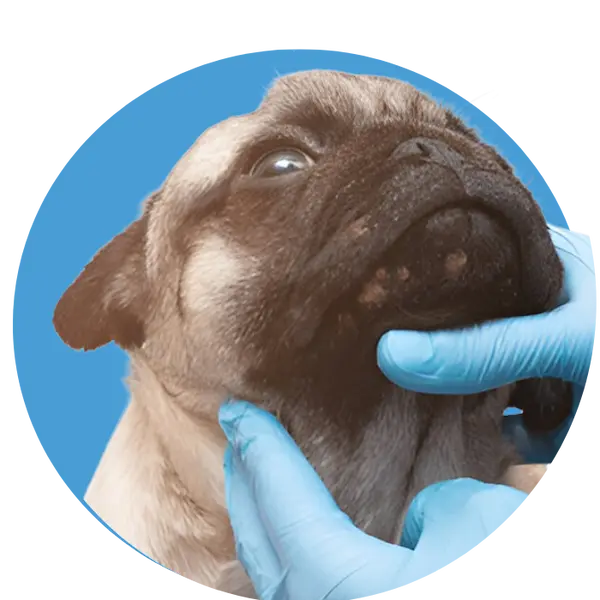 Pet Dermatology in Abu Dhabi