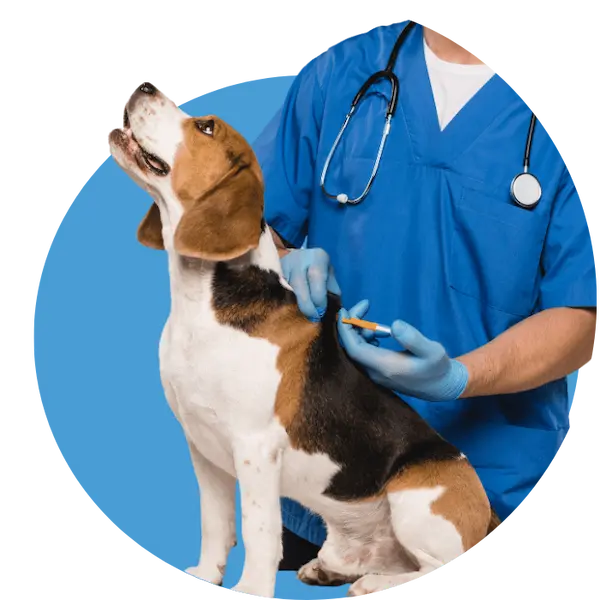 Pet Microchipping in Abu Dhabi
