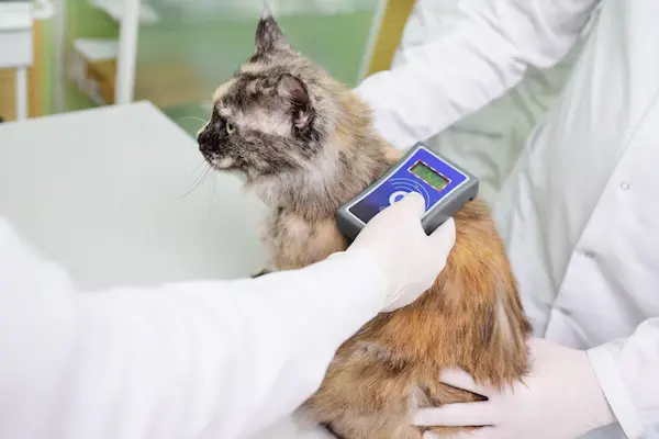 Pet Microchipping services in Abu Dhabi