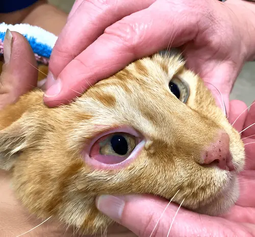 Pet Ophthalmology services in Abu Dhabi