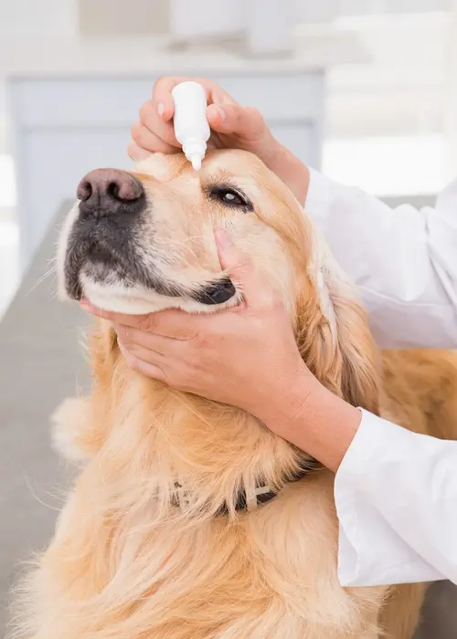 Ophthalmology Care