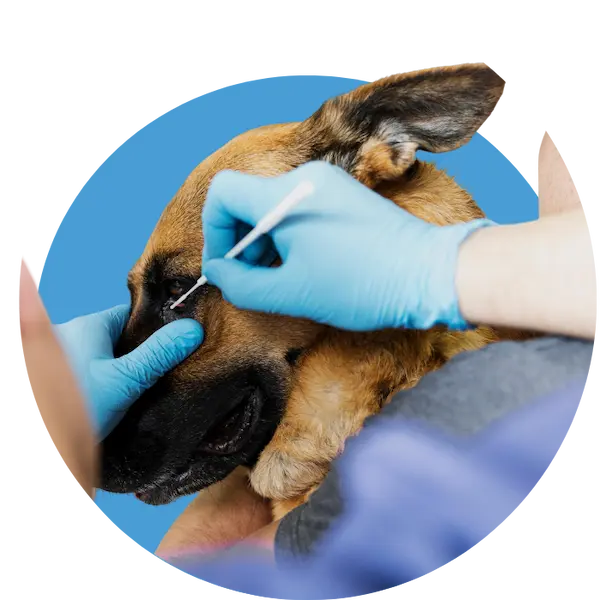 Pet Ophthalmology in Abu Dhabi
