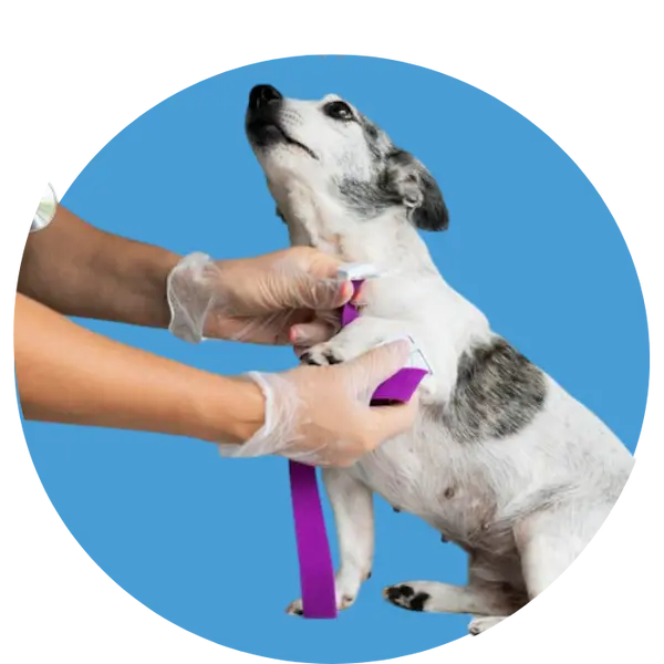 Pet Orthopaedic Clinic in Abu Dhabi
