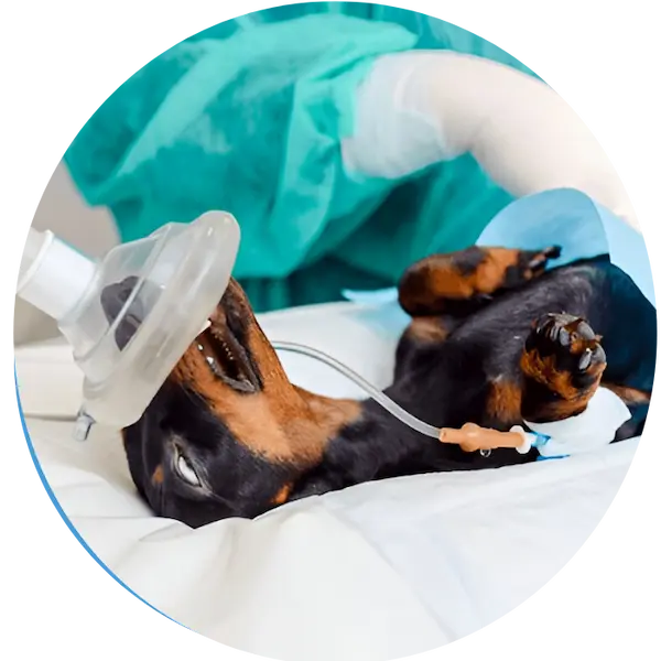 Vet Surgery Clinic in Abu Dhabi