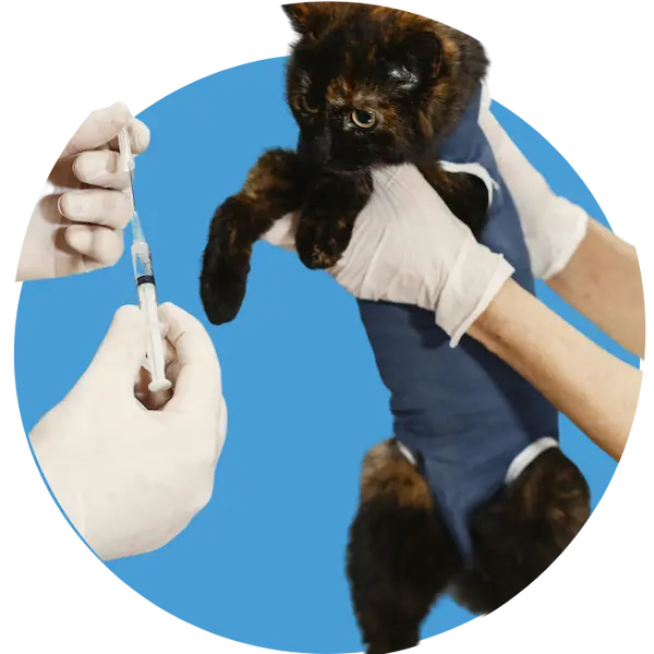 Pet Vaccination in Abu Dhabi