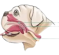 BOAS Surgery