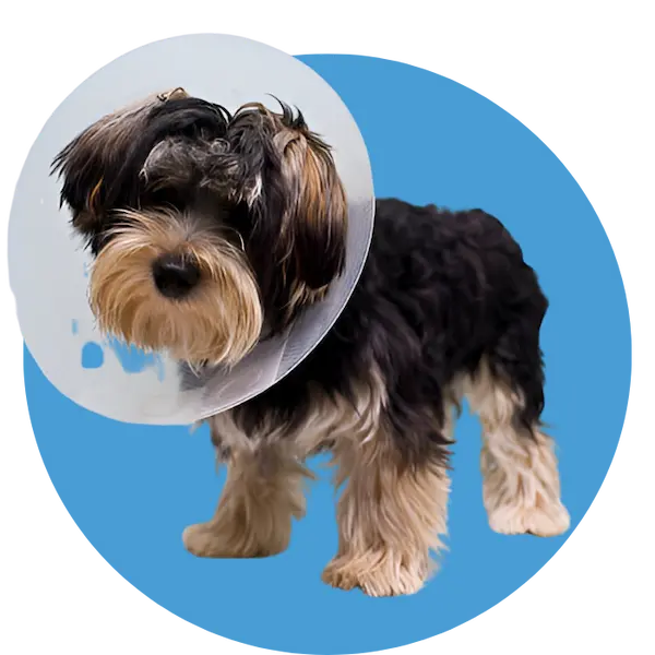Spay and Neuter Clinic in Abu Dhabi