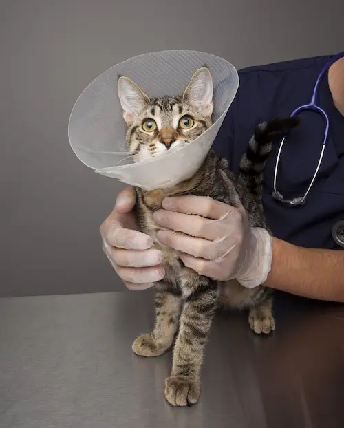 Spay and Neuter Clinic in Abu Dhabi