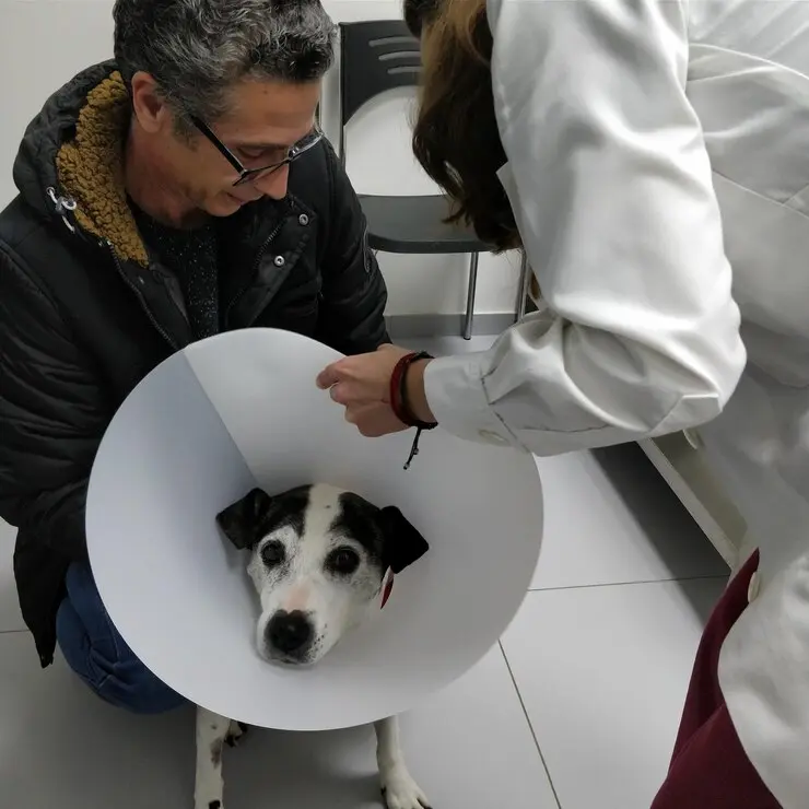 Orthopedic Vet Near Me