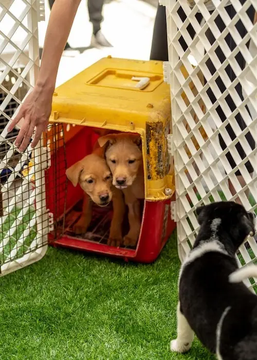 Pet Boarding in Abu Dhabi