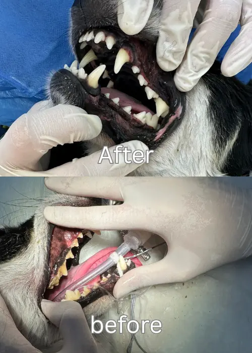 Pet Dental Services in Abu Dhabi