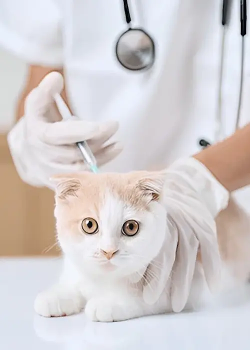 Pet Vaccination services in Abu Dhabi