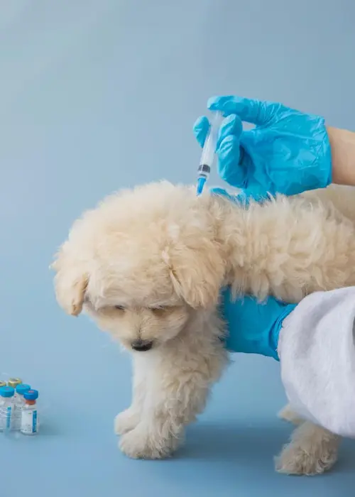 Pet Vaccination Services in Abu Dhabi