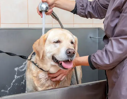 Expert Pet Grooming Services in Abu Dhabi