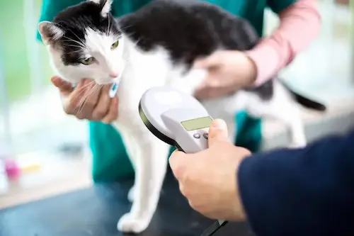 Requirements for Microchipping in Abu Dhabi