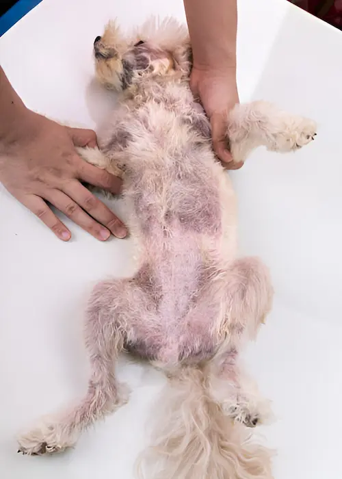 Pet Dermatology Services in Abu Dhabi
