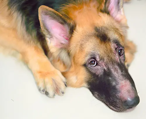 Pet Dermatology Services in Abu Dhabi
