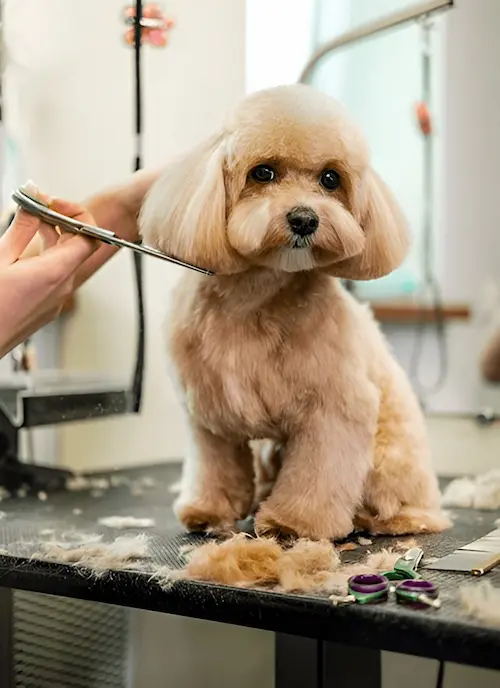 Premium Pet Grooming in Abu Dhabi