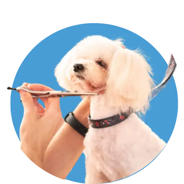 Pet grooming in Abu Dhabi