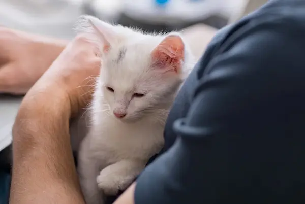 Spay & Neuter Services in Abu Dhabi